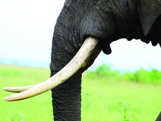 हाथी के दांत हाथी के दांत